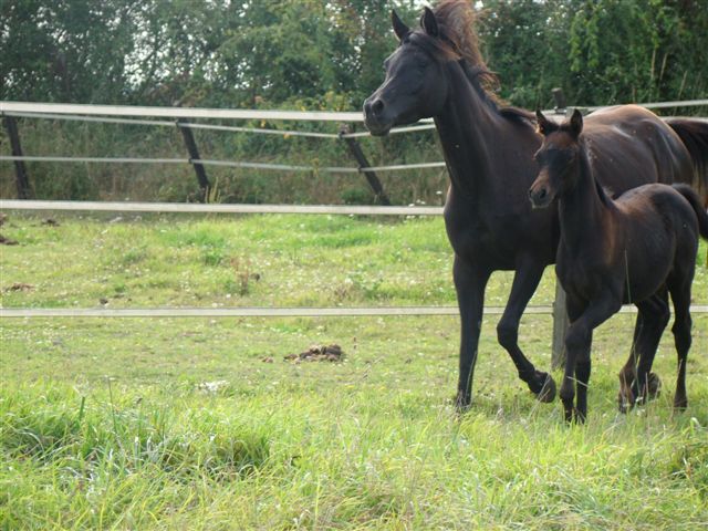 2012- Crescendo Story (Nonra o'Blue X Elarabi King Badir) Withne12