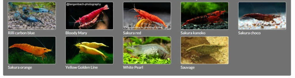 Les différentes crevettes d'aquarium - lien encyclofish Davidi14