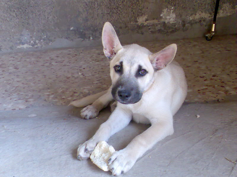 Alan, cachorrote cruce de pastor con alano (ADOPTADO) - Página 2 Tommy112