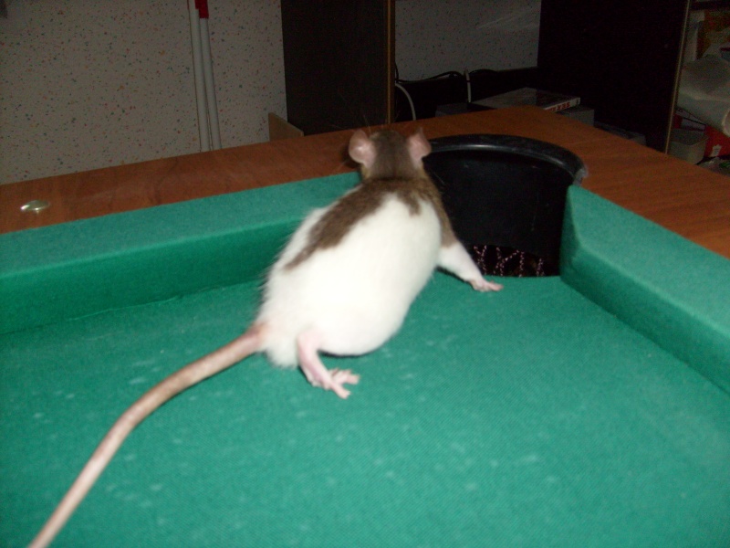 Un rat qui joue au billard.. possible ou pas possible? Photo_35