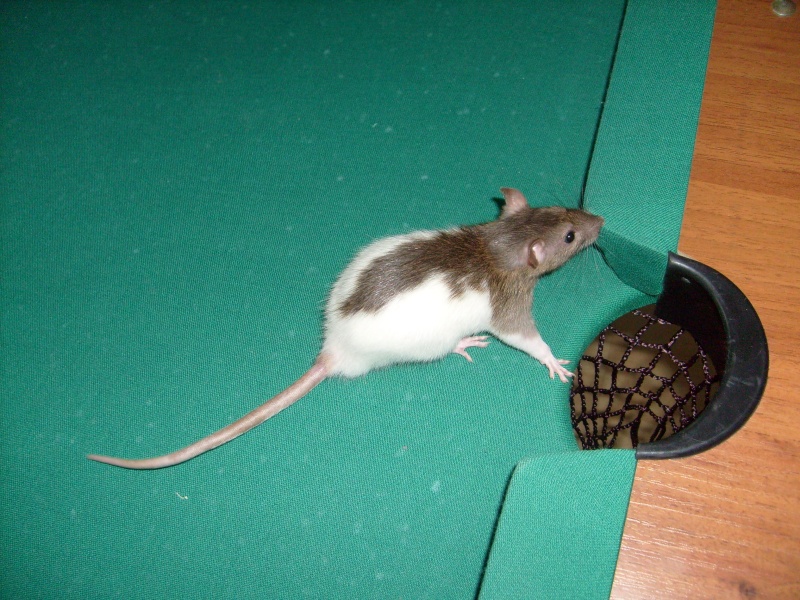 Un rat qui joue au billard.. possible ou pas possible? Photo_36