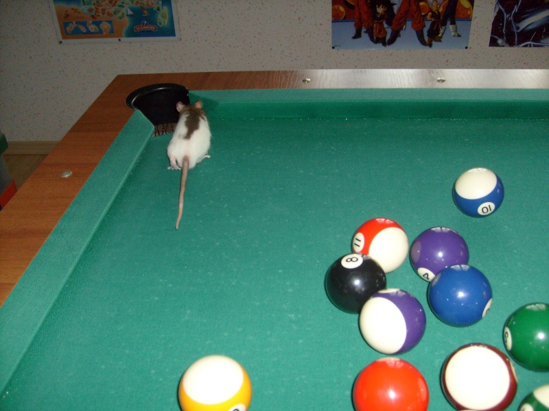 Un rat qui joue au billard.. possible ou pas possible? Photo_37