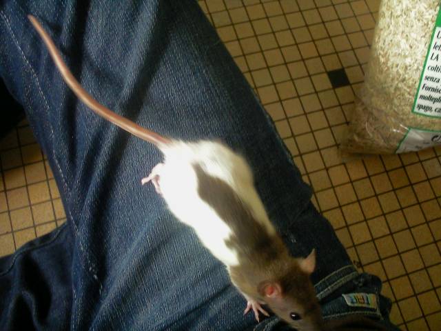 Mon futur ratouné Rats_l10