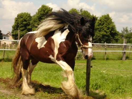 Smokey Black colt and 2 pretty fillies(new pictures p2) Foto-b10