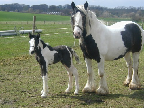 Smokey Black colt and 2 pretty fillies(new pictures p2) Foto-m10