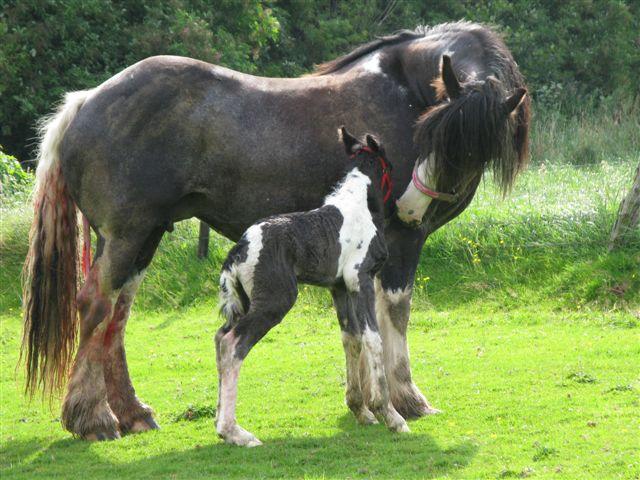 83 IC... big colt foal from ITS Bandit born Teuntj11