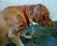 aidez  stopper les tortures et tueries d animaux en grece.. 84818010