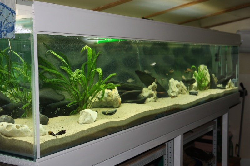 fish-rooms de Bertrand - Page 3 Img_2010