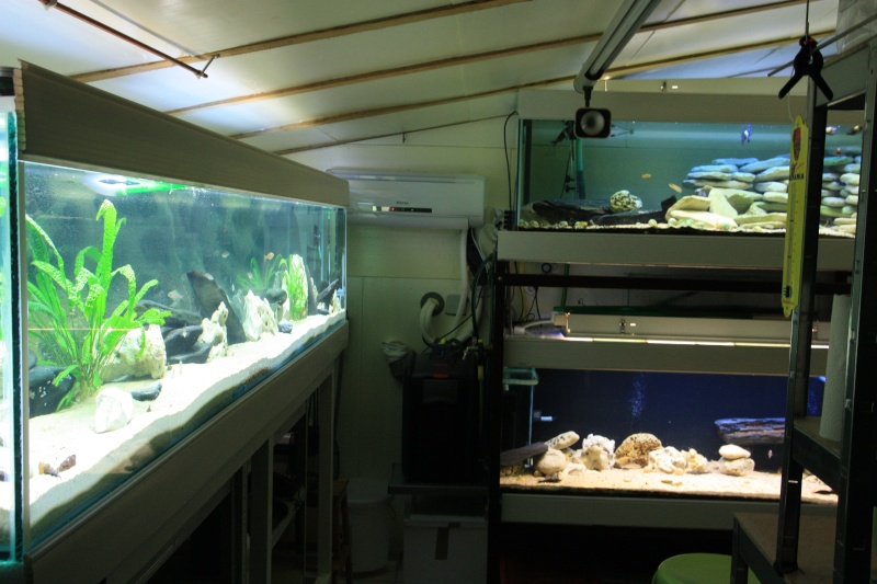 fish-rooms de Bertrand - Page 3 Img_2011