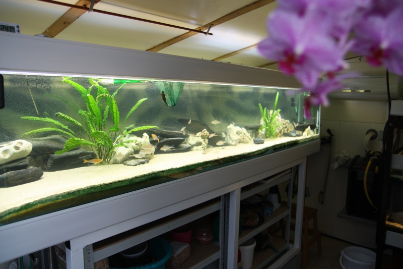 fish-rooms de Bertrand - Page 4 Img_2116