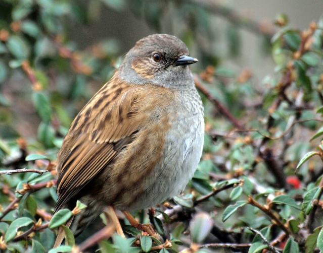 Qui est qui? Voici des photos pour aider à reconnaitre les oiseaux. Accent11