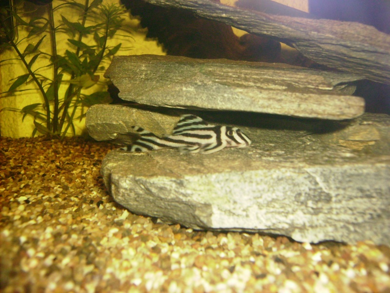 125l Hypancistrus Zebra (arrivée des poissons, photos) - Page 2 Pict4515