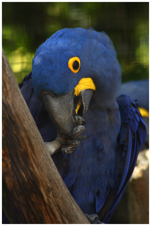 Le perroquet bleu Img_4714