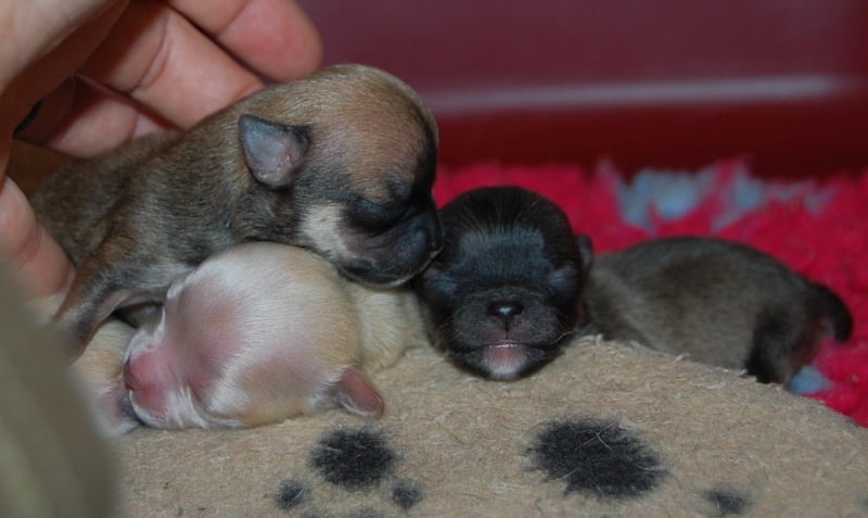 Les  4 chiots de Fan Diorella des Pyramides de Cholula dite Fanny Chiots66