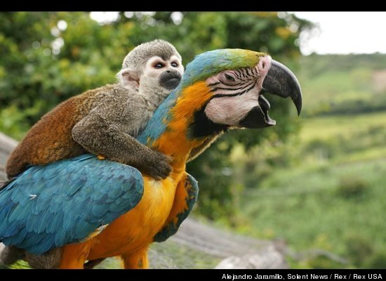 Monkey Riding a Macaw Slide_10