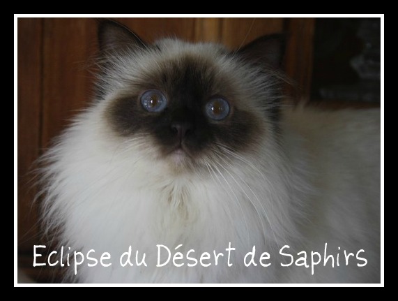 Eclipse du Désert de Saphirs - Page 4 13-02-28