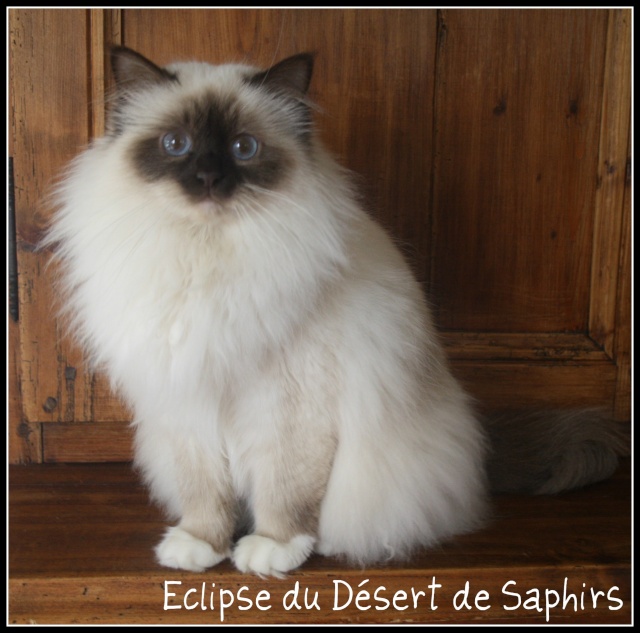 Eclipse du Désert de Saphirs - Page 4 13-02-30