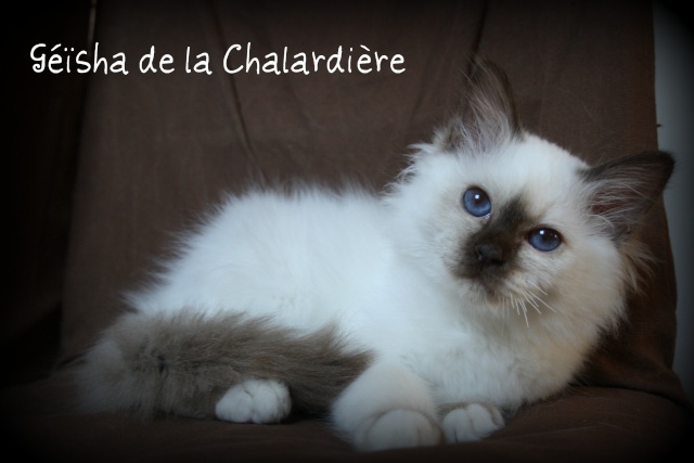 Géïsha de la Chalardière 14-10-15