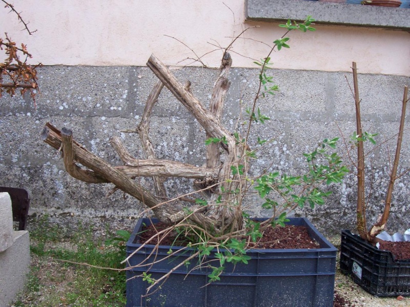Lonicera xylosteum 100_1010