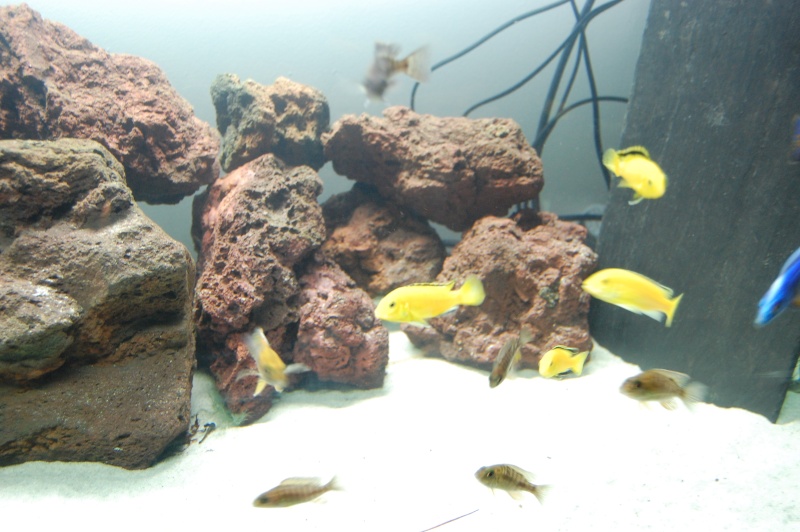 FISHROOM GEO29 (minifishroom plus exactement LOL)  Dsc_0717