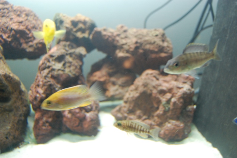 FISHROOM GEO29 (minifishroom plus exactement LOL)  Dsc_0718