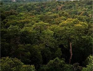 Estudo brasileiro sobre Amazônia atrai atenção internacional 02017510