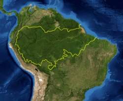 Estudo brasileiro sobre Amazônia atrai atenção internacional 02017512