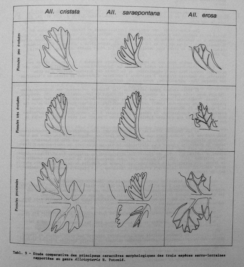 Spécimens à identifier (samples that need identification ) - Page 2 01410