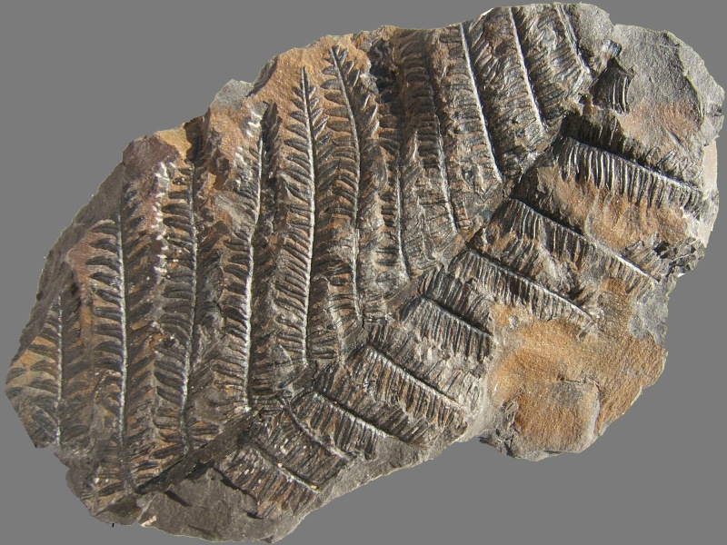Alethopteris Sternberg 1825. 017a10