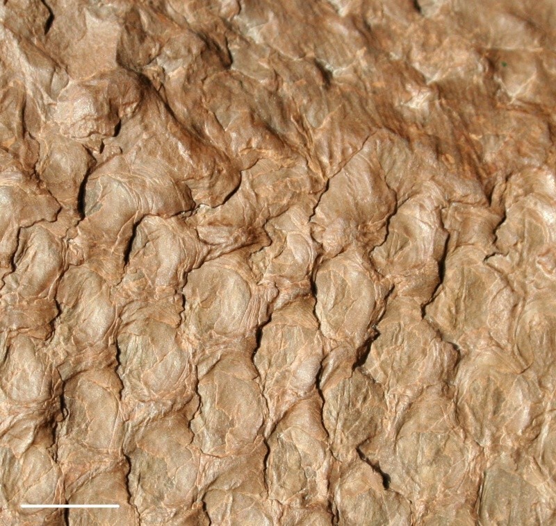 Asolanus Wood, 1860. 02611