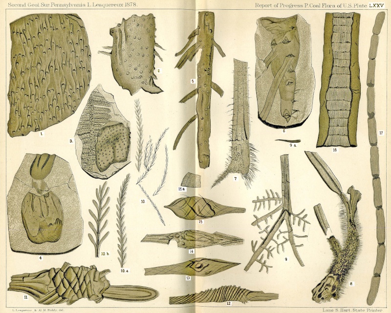 Asolanus Wood, 1860. Atlas-10
