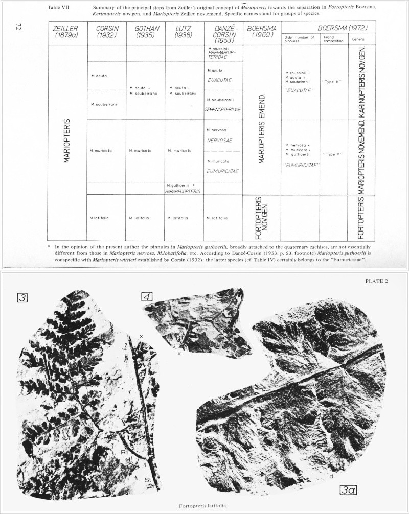 Fortopteris latifolia Zeiller Boersm10