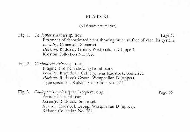 Megaphyton Artis , 1825 . Hagiophyton Corsin ,1948.  File2710