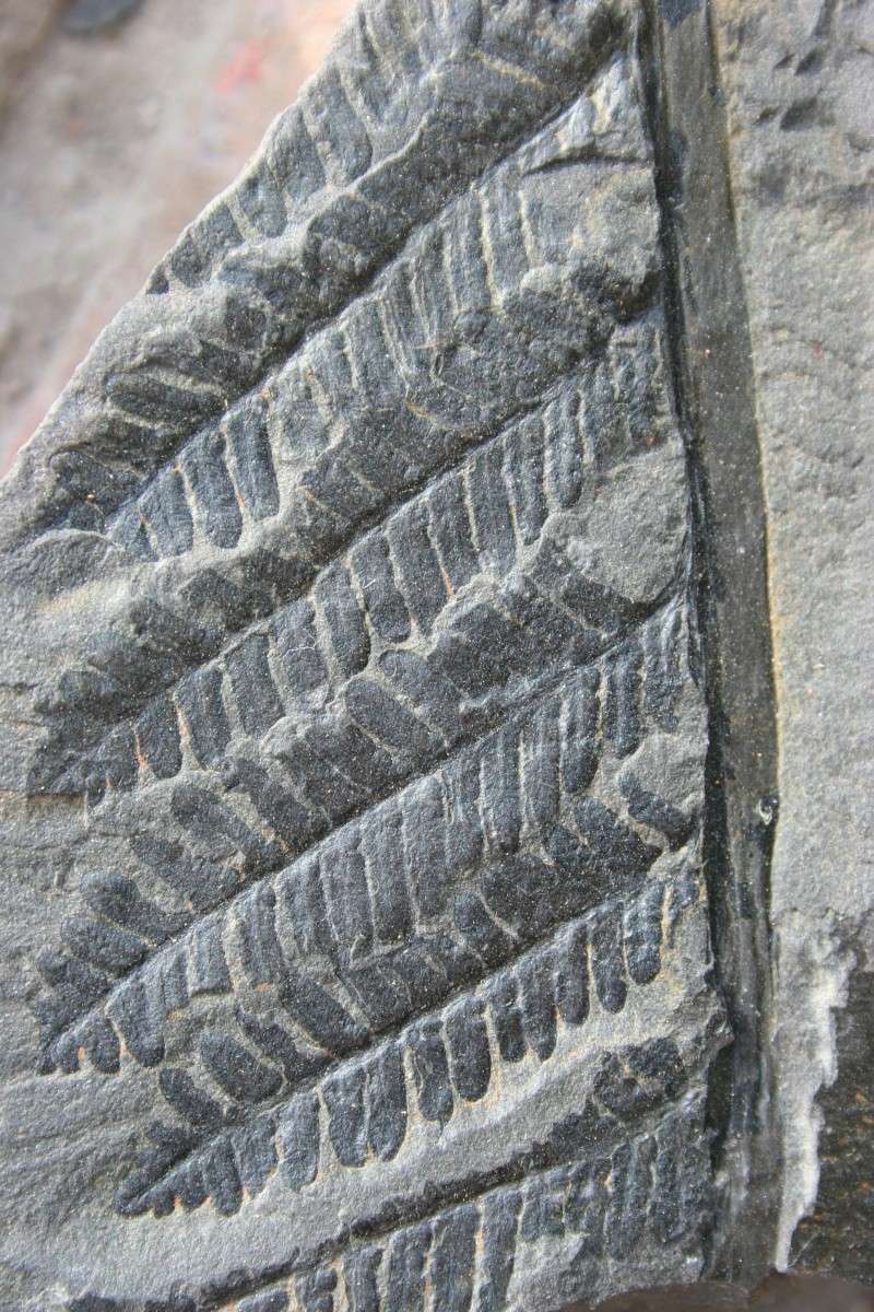 Pecopteris (Brongniart ) , Sternberg 1825. - Page 2 Img_6216