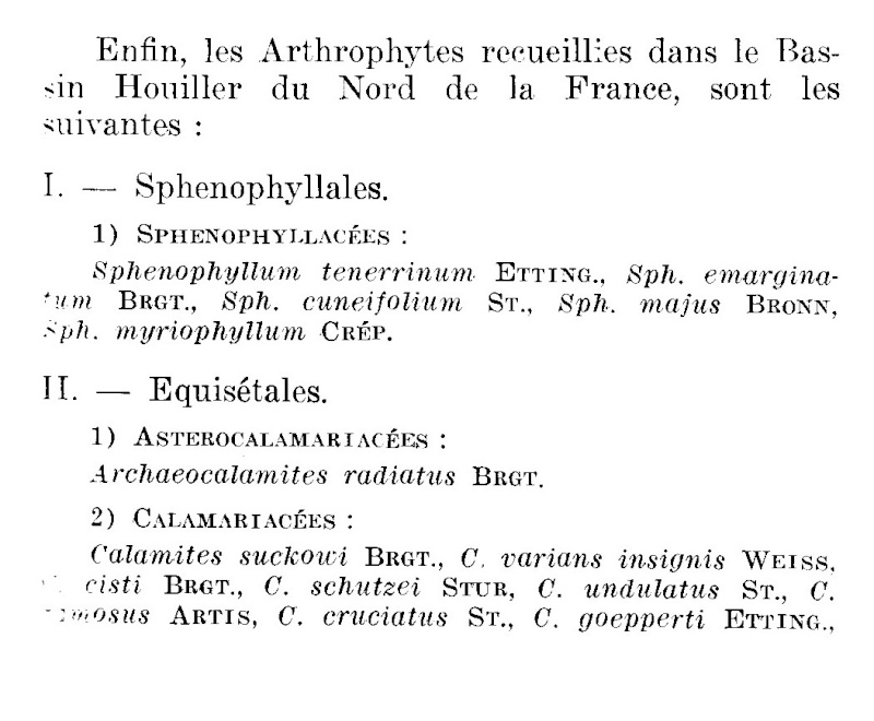 Calamites Schlotheim ,1820.  Annularia sternberg , 1822 .  - Page 3 P_241_11