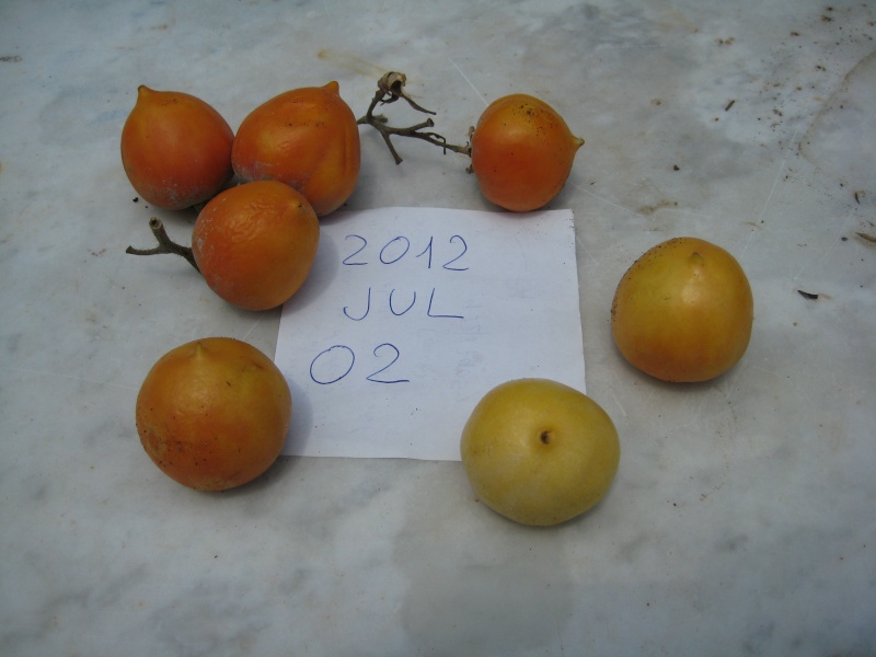 Tomates à accrocher, conservées plus de six mois sans rien faire. Img_0510