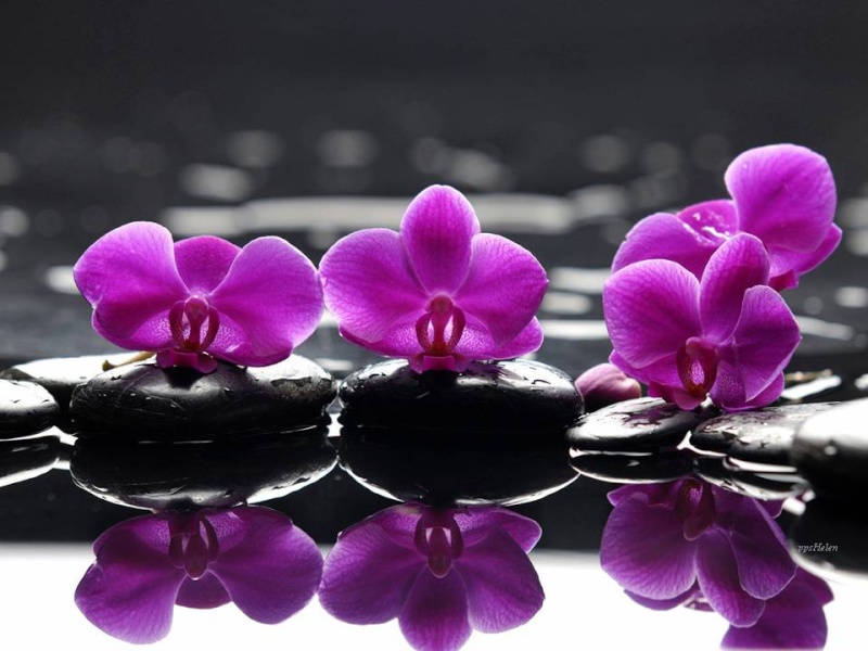 PPS  belles orchidées ENVOYER PAR JOSIE Feerie10
