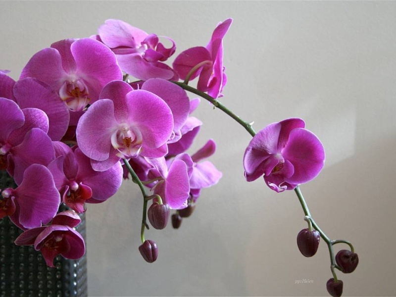 PPS  belles orchidées ENVOYER PAR JOSIE Feerie11