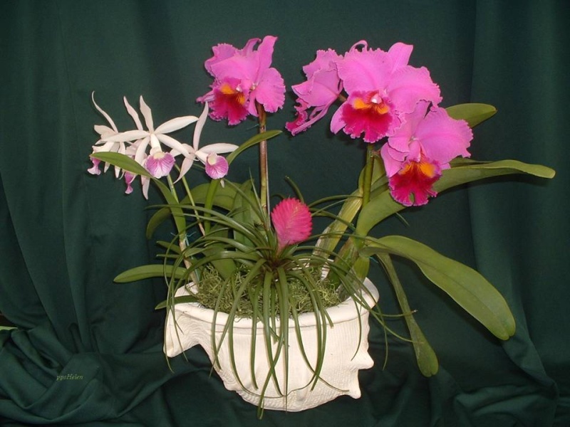 PPS  belles orchidées ENVOYER PAR JOSIE Feerie13