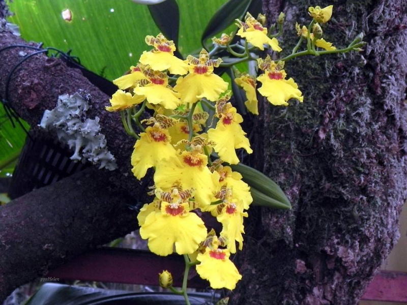 PPS  belles orchidées ENVOYER PAR JOSIE Feerie42