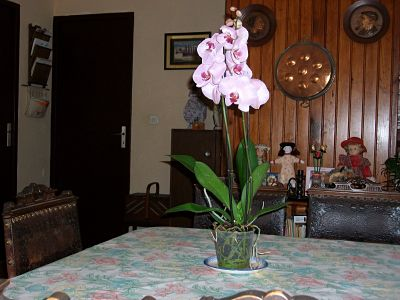 photo - kikou voila la  photo des orchidées que josiane a reçut pour son anniversaire Sans-t12