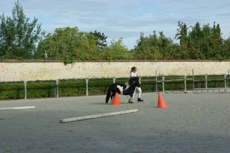 jeune pouliche cherche compagnon pour future saison de monte Au_con10