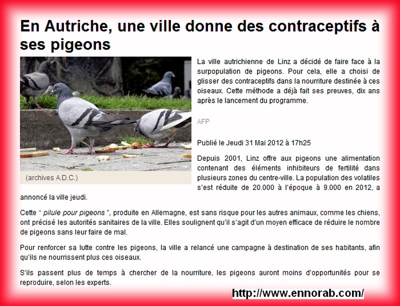 La ville autrichienne de Linz  fait face à la surpopulation de pigeons en glissant des contraceptifs dans la nourriture de ces oiseaux ... bonne idée  2f6837