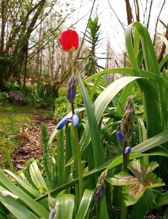 un jardin en Avesnois - Page 17 P4147612