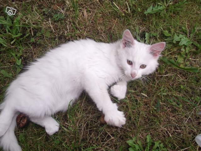 chatte angora blanche Feline10