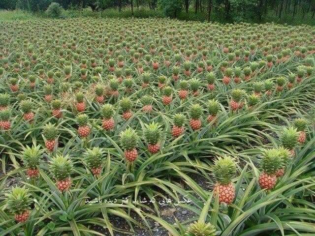 ananas tarlasii ilk kez gördüm sahane .... 26205410