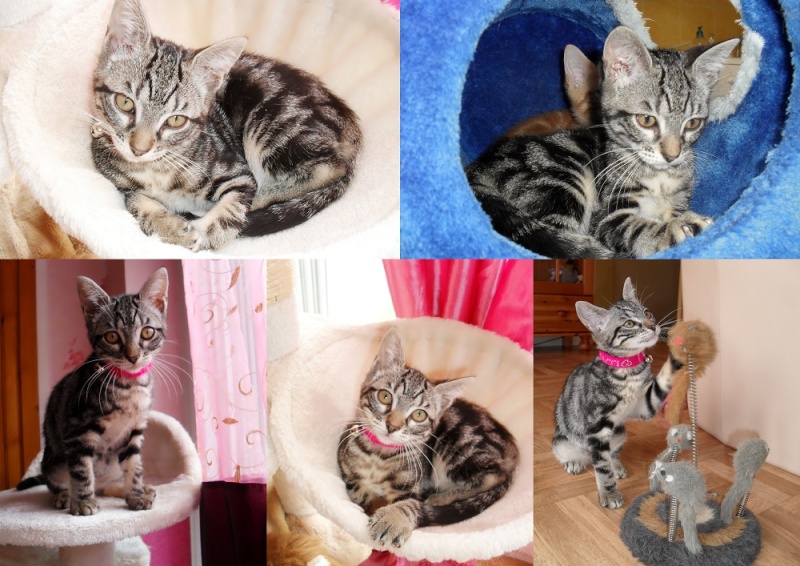 Chester et Orion chatons nés le 19/04/2012 Orion10