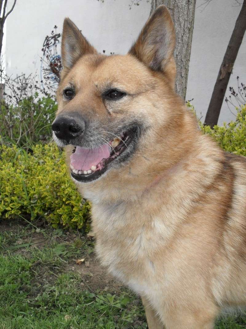 ROCKY -  x spitz - 10 ans - Refuge de Beauvais (60) Sdc18422