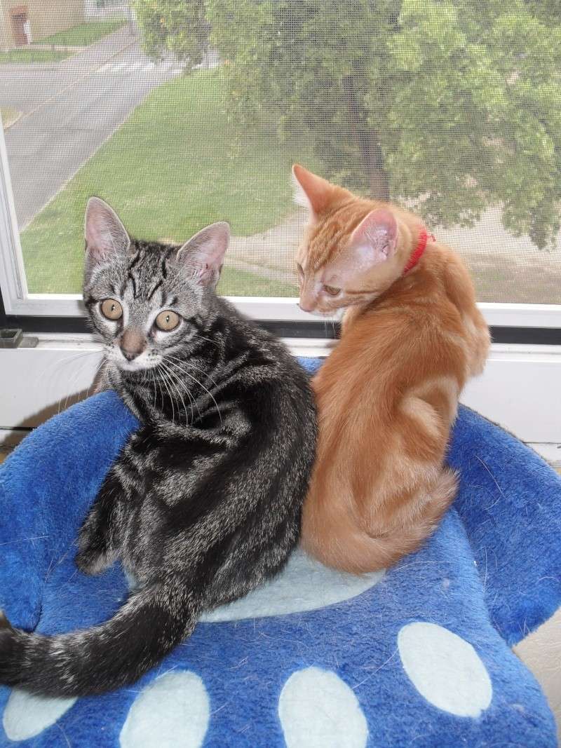 Chester et Orion chatons nés le 19/04/2012 Sdc19420