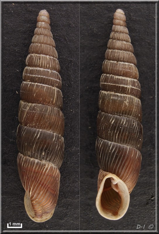 Balea biplicata (Montagu, 1803) Sans_t15